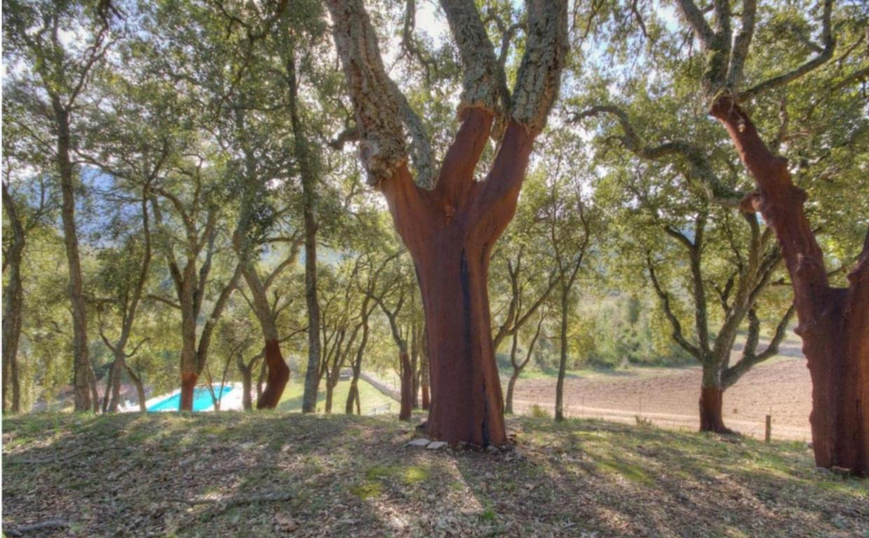 Gites Carbuccia En Corse Avec Piscine Chauffee Exterior foto